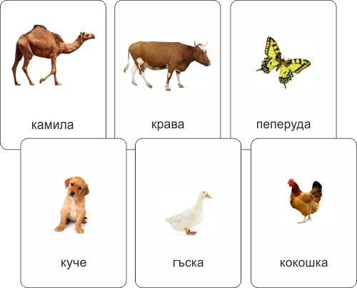 Образователни карти с животни за деца голям комплект Дъга